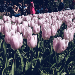 Screen Shot 2016-05-10 at 7.24.56 AM